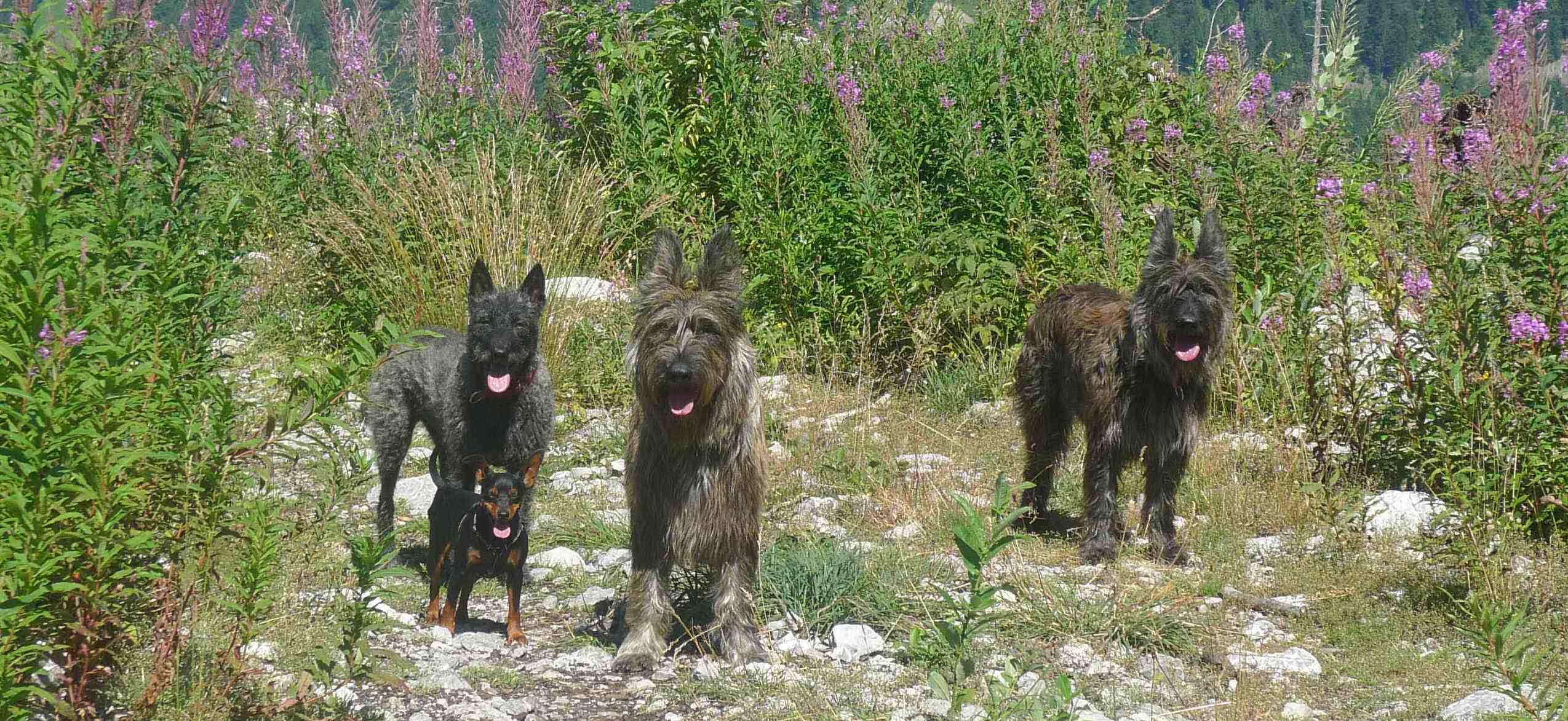 Dani des Mandarines Bleues, Berger Picard, Flynn, Bofin, Odell