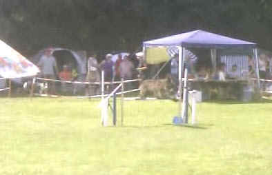 Dani des Mandarines bleues, Berger Picard, Agility