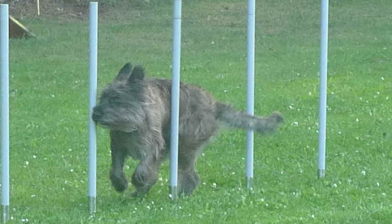 Dani des Mandarines Bleues, Berger Picard, Agility