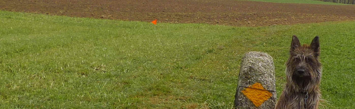 Dani des Mandarines Bleues, berger picard, bergerdepicardie.ch