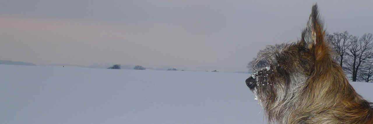 Dani des Mandarines Bleues, Berger Picard, Berger de Picardie