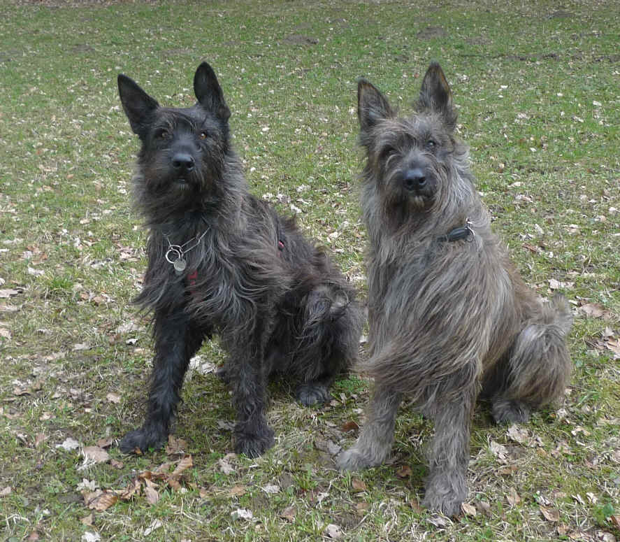 Dani des Mandarines Bleues, Chewbacca du Domaine de Saint-Paul, Chewie, Berger Picard, Berger de Picardie