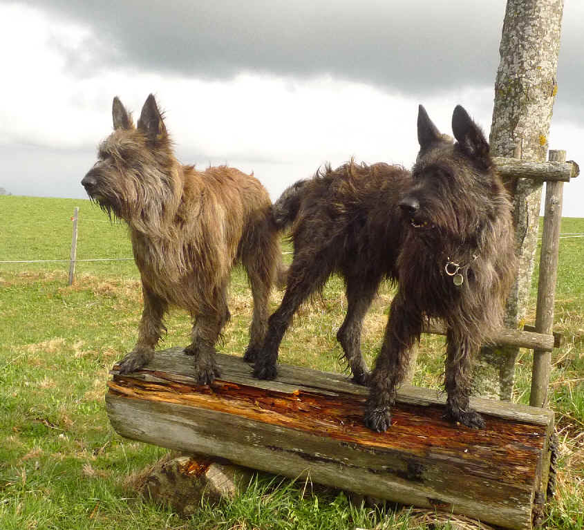 Dani des Mandarines Bleues, Chewbacca du Domaine de Saint-Paul, Chewie, Berger Picard, Berger de Picardie