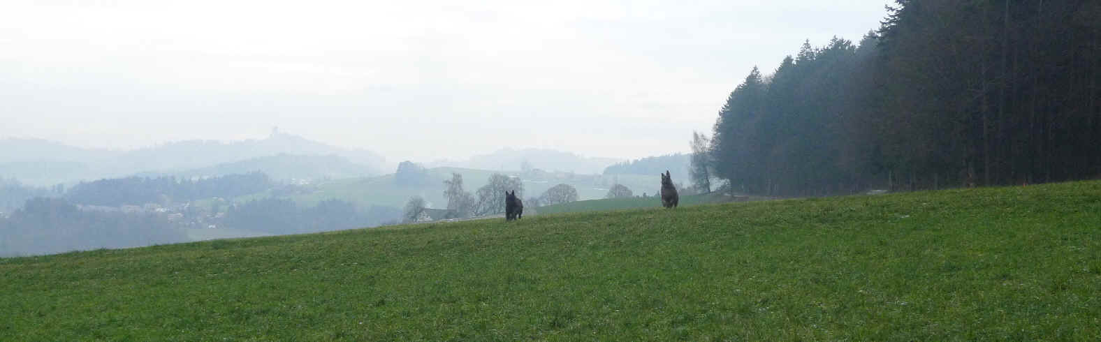 Dani des Mandarines Bleues, Berger Picard, @bergerdepicardie.ch