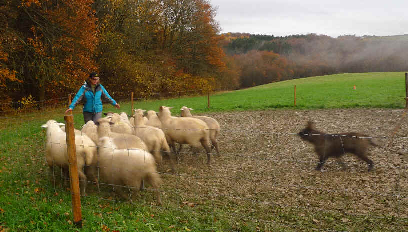 Dani des Mandarines Bleues, berger picard, berger de picardie