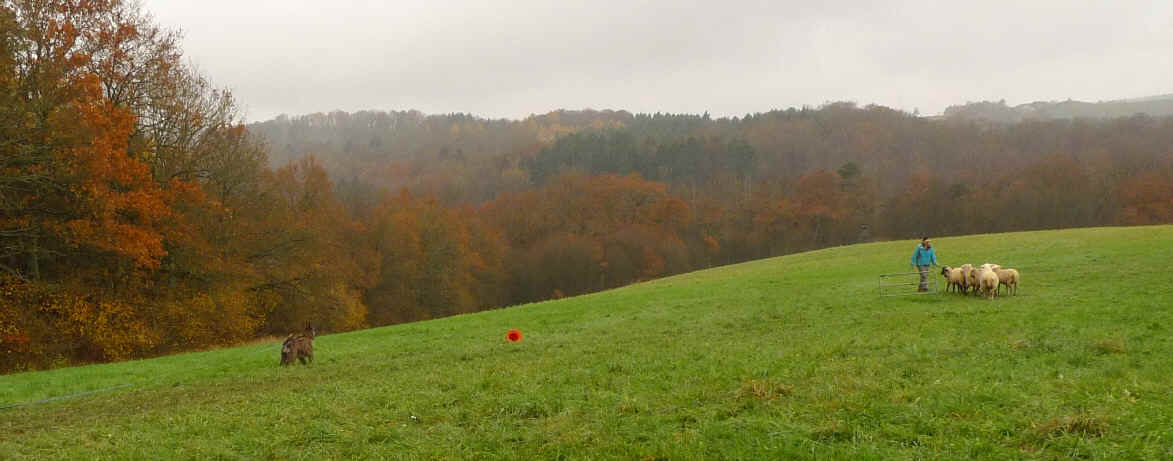 Dani des Mandarines Bleues, berger picard, berger de picardie