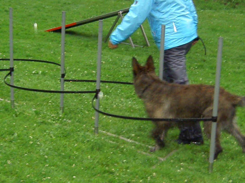 Dani Agility