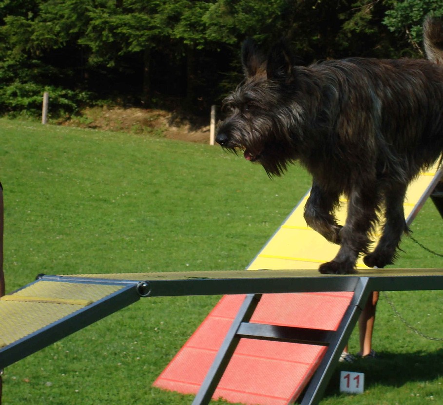 Dani des Mandarines Bleues, Berger Picard, Agility