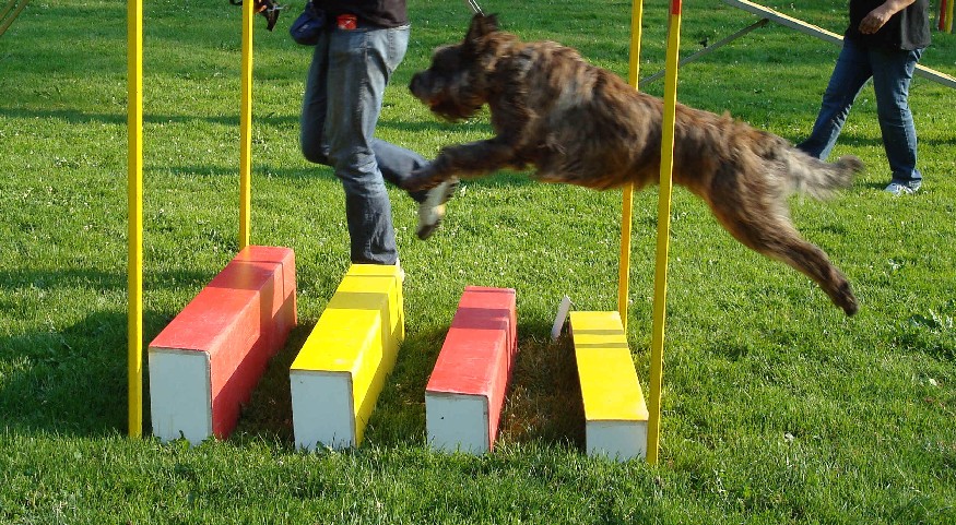 Dani des Mandarines Bleues, Berger Picard, Agility