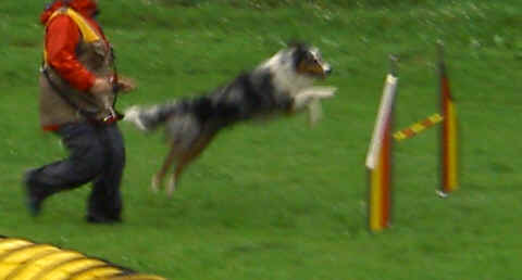 Dingo Agility